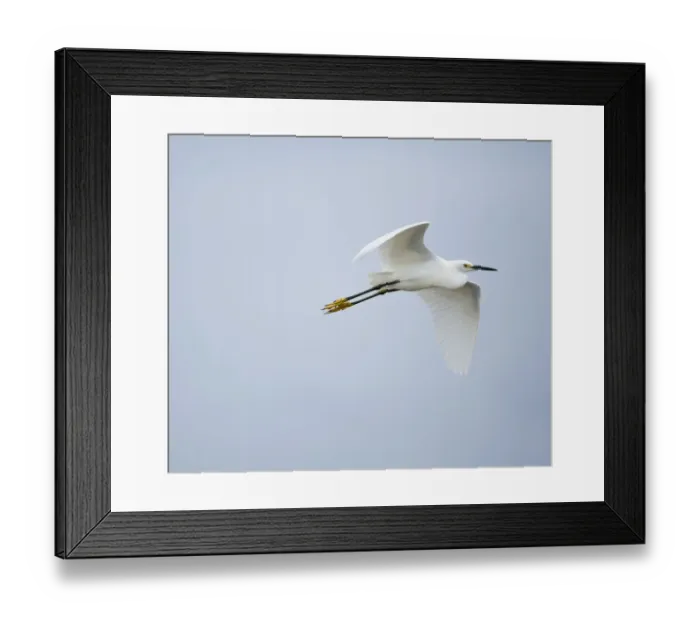 Framed Print : Snowy egret (Egretta thula) flying over river, Everglades National Park, Florida Framed Print : Snowy egret (Egretta thula) flying over river, Everglades National Park, Florida