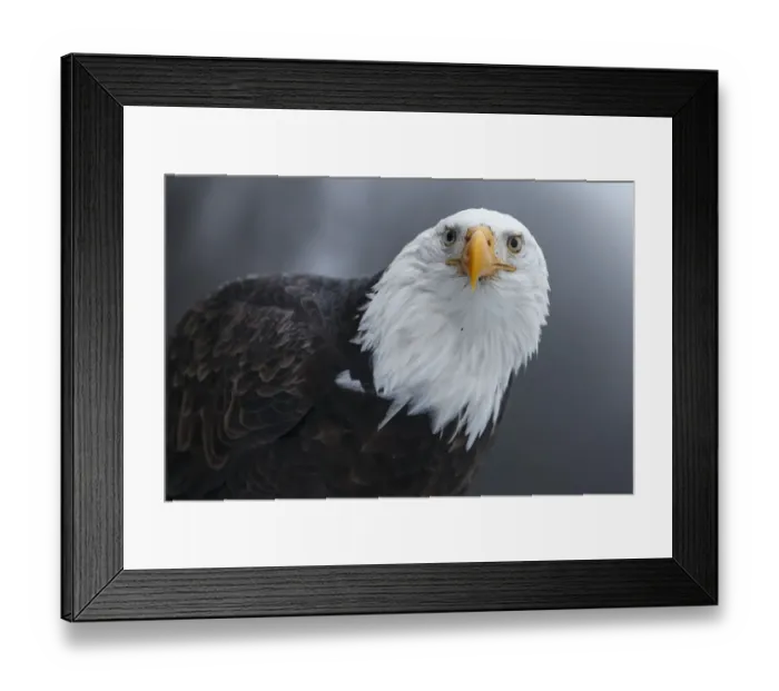 Framed Print : Bald Eagle (Haliaeetus leucocephalus) portrait. Southeast Alaska. December Framed Print : Bald Eagle (Haliaeetus leucocephalus) portrait. Southeast Alaska. December