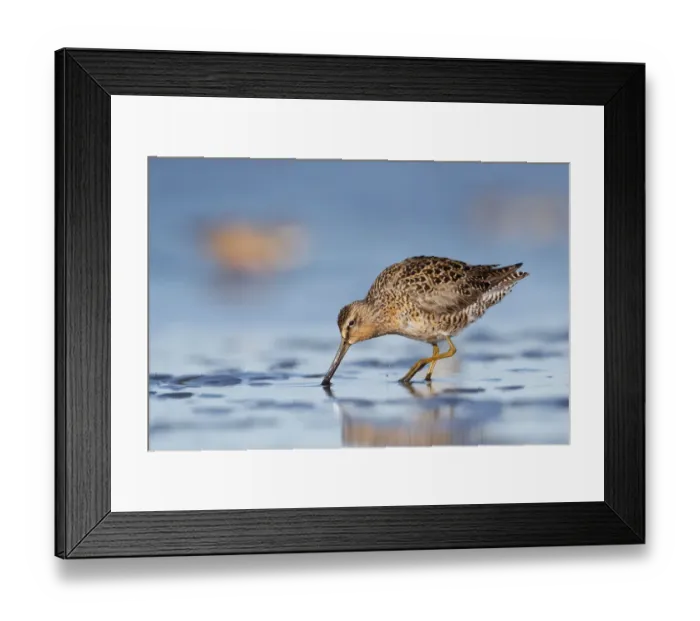 Framed Print : Short-billed Dowitcher (Limnodromus griseus) on mudflats. Grays Harbor County, Washington Framed Print : Short-billed Dowitcher (Limnodromus griseus) on mudflats. Grays Harbor County, Washington