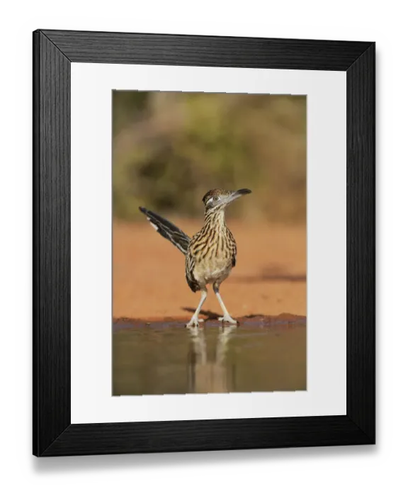Framed Print : Greater roadrunner (Geococcyx californianus), adult drinking, Rio Grande Valley, South Texas Framed Print : Greater roadrunner (Geococcyx californianus), adult drinking, Rio Grande Valley, South Texas
