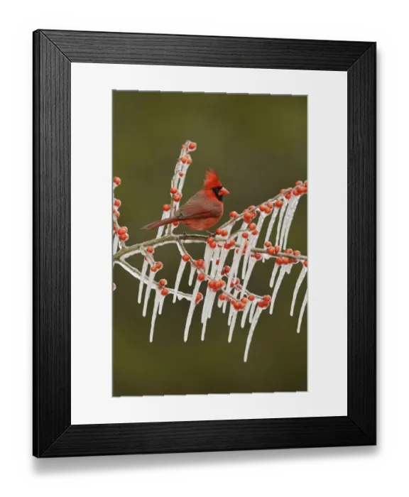 Framed Print : Northern Cardinal (Cardinalis cardinalis), adult male perched on icy branch of Possum Haw Holly Framed Print : Northern Cardinal (Cardinalis cardinalis), adult male perched on icy branch of Possum Haw Holly
