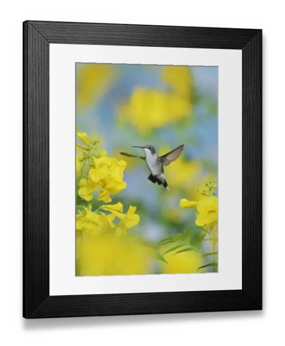 Framed Print : Ruby-throated hummingbird (Archilochus colubris), female in flight feeding on Yellow bells Framed Print : Ruby-throated hummingbird (Archilochus colubris), female in flight feeding on Yellow bells