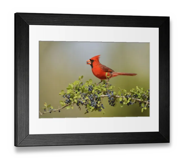 Framed Print : Northern Cardinal (Cardinalis cardinalis), male eating Elbow bush (Forestiera pubescens) berries Framed Print : Northern Cardinal (Cardinalis cardinalis), male eating Elbow bush (Forestiera pubescens) berries