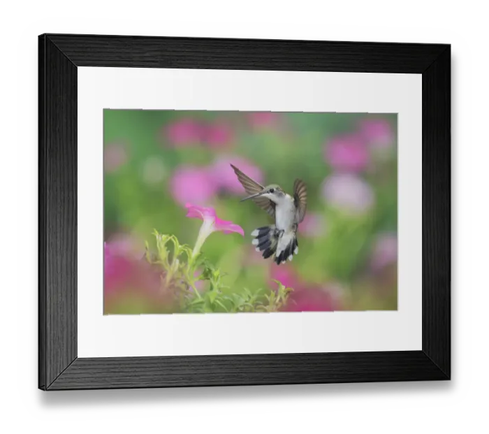 Framed Print : Ruby-throated hummingbird (Archilochus colubris), female in flight feeding on Petunia flowers Framed Print : Ruby-throated hummingbird (Archilochus colubris), female in flight feeding on Petunia flowers