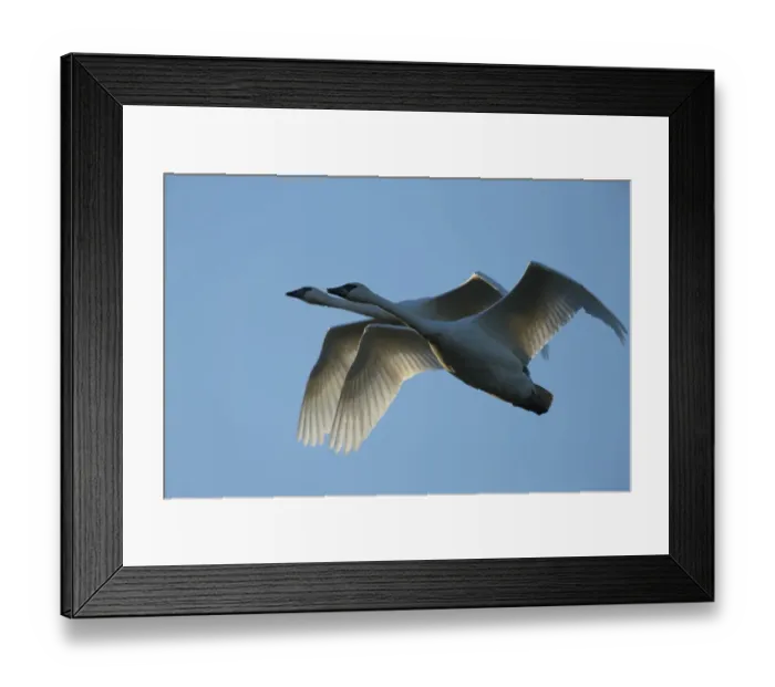 Framed Print : Pair of adult Trumpeter Swans (Cygnus buccinator) in flight. Skagit County, Washington