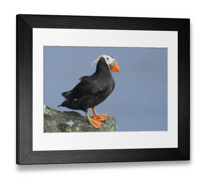 Framed Print : Tufted puffin (Fratercula cirrhata) in breeding plumage. St. Paul Island, Alaska. July Framed Print : Tufted puffin (Fratercula cirrhata) in breeding plumage. St. Paul Island, Alaska. July