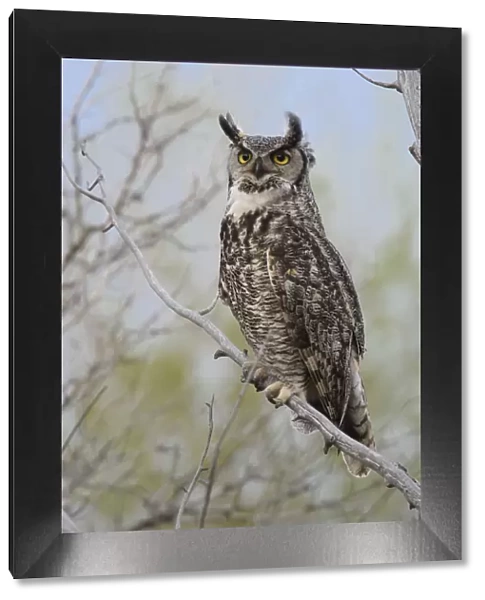 Great Horned Owl (Bubo virginianus) adult female portrait, Sublette County, Wyoming