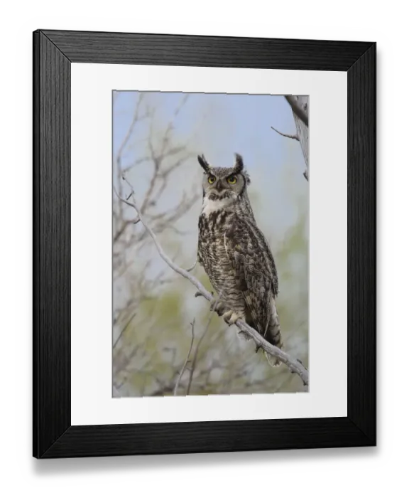 Framed Print : Great Horned Owl (Bubo virginianus) adult female portrait, Sublette County, Wyoming Framed Print : Great Horned Owl (Bubo virginianus) adult female portrait, Sublette County, Wyoming