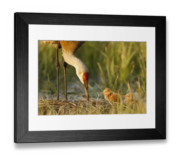 Framed Print : Sandhill crane ( Grus canadensis) with two newly hatched chicks on a nest in a flooded pasture Framed Print : Sandhill crane ( Grus canadensis) with two newly hatched chicks on a nest in a flooded pasture