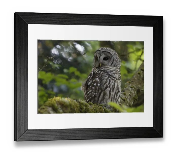 Framed Print : Barred Owl (Strix varia) adult resting in tree, King County, Washington, USA May Framed Print : Barred Owl (Strix varia) adult resting in tree, King County, Washington, USA May