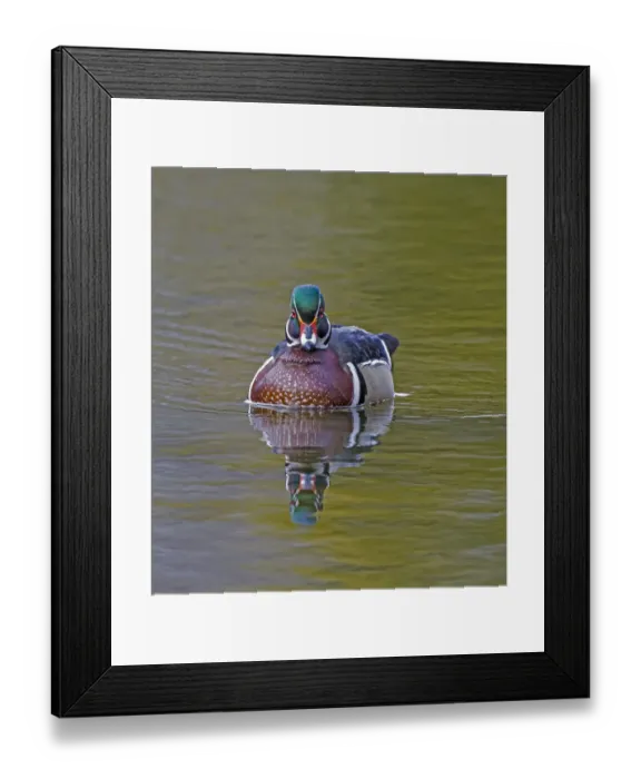 Framed Print : Wood duck (Aix sponsa) male in breeding plumage. Acadia National Park, Maine, USA. April Framed Print : Wood duck (Aix sponsa) male in breeding plumage. Acadia National Park, Maine, USA. April