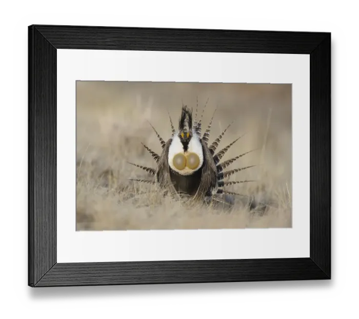 Framed Print : Gunnison sage-grouse (Centrocercus minimus) male displaying at a lek. Gunnison County, Colorado Framed Print : Gunnison sage-grouse (Centrocercus minimus) male displaying at a lek. Gunnison County, Colorado