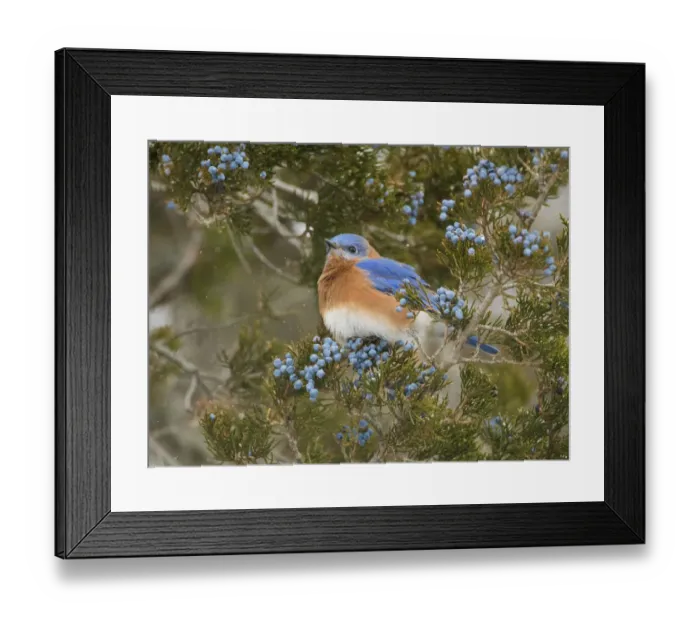 Framed Print : Eastern bluebird (SIalia sialis) male attracted to feed on berries of Eastern red-cedar Framed Print : Eastern bluebird (SIalia sialis) male attracted to feed on berries of Eastern red-cedar