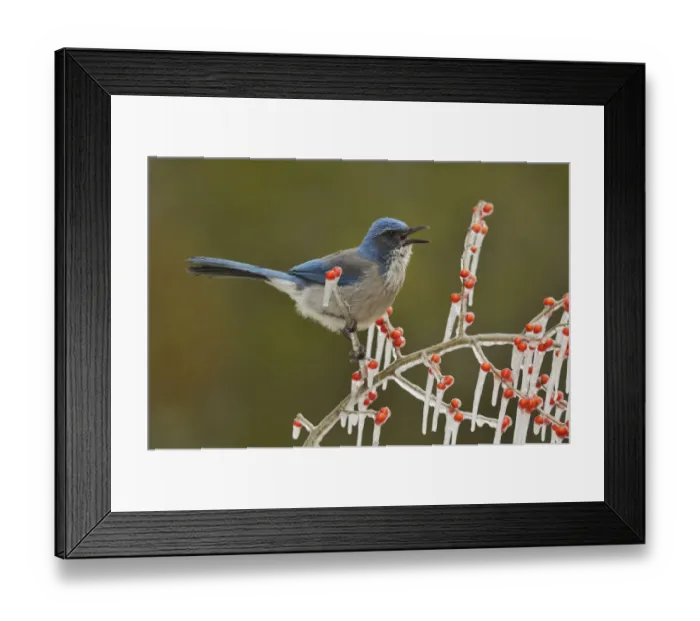 Framed Print : Western Scrub-Jay (Aphelocoma californica), adult calling on icy branch of Possum Haw Holly Framed Print : Western Scrub-Jay (Aphelocoma californica), adult calling on icy branch of Possum Haw Holly