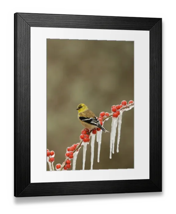 Framed Print : American goldfinch (Carduelis tristis), adult in winter plumage perched on icy branch Framed Print : American goldfinch (Carduelis tristis), adult in winter plumage perched on icy branch
