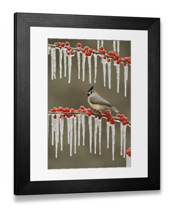 Framed Print : Black-crested titmouse (Baeolophus bicolor), adult perched on icy branch of Possum Haw Holly
