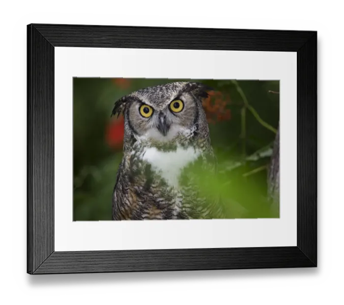 Framed Print : RF - Great horned owl (Bubo virginianus) in woodland, captive; Alaska, USA Framed Print : RF - Great horned owl (Bubo virginianus) in woodland, captive; Alaska, USA