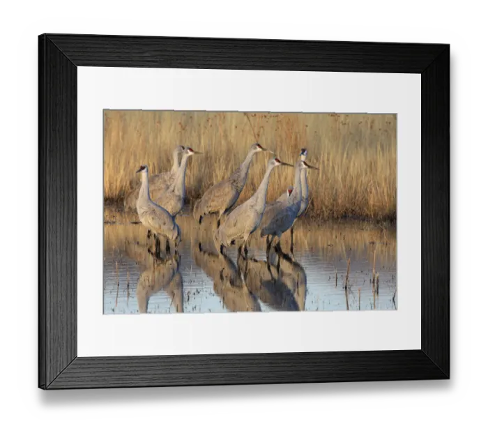 Framed Print : Sandhill cranes (Grus canadensis) group in marshland, winter, Bosque del Apache National Framed Print : Sandhill cranes (Grus canadensis) group in marshland, winter, Bosque del Apache National