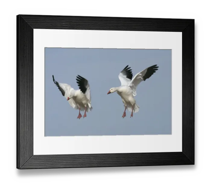 Framed Print : Snow goose (Anser caerulescens), in flight, Bosque del Apache National Wildlife Reserve Framed Print : Snow goose (Anser caerulescens), in flight, Bosque del Apache National Wildlife Reserve