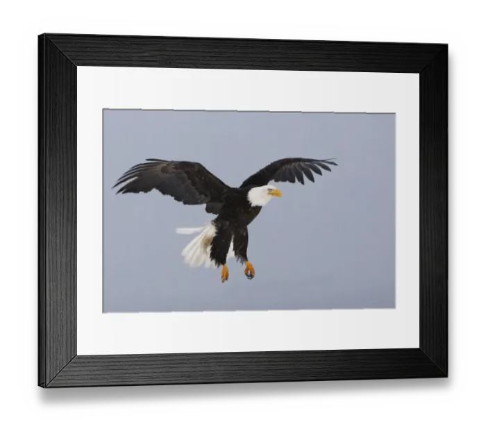 Framed Print : Bald eagle (Haliaeetus leucocephalus) in flight, Homer, Alaska, USA, March Framed Print : Bald eagle (Haliaeetus leucocephalus) in flight, Homer, Alaska, USA, March