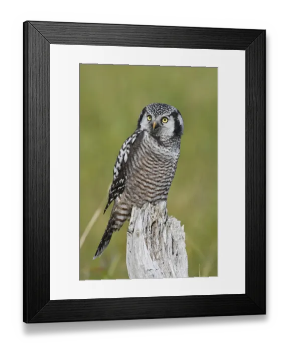 Framed Print : Northern hawk owl (Surnia ulula) perched, Nome, Alaska, USA, March Framed Print : Northern hawk owl (Surnia ulula) perched, Nome, Alaska, USA, March