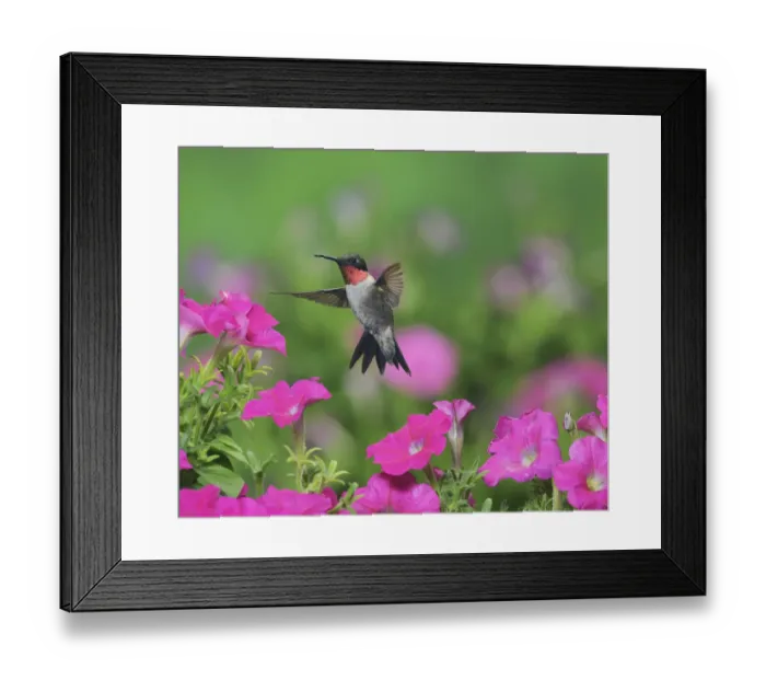 Framed Print : Ruby-throated hummingbird (Archilochus colubris), male in flight feeding on Petunia flowers Framed Print : Ruby-throated hummingbird (Archilochus colubris), male in flight feeding on Petunia flowers