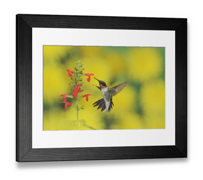 Framed Print : Ruby-throated hummingbird (Archilochus colubris), male in flight feeding on Tropical Sage