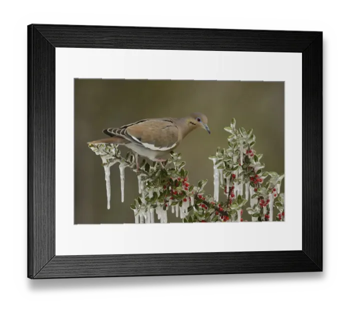 Framed Print : White-winged Dove (Zenaida asiatica), adult perched on icy branch of Yaupon Holly (Ilex vomitoria) Framed Print : White-winged Dove (Zenaida asiatica), adult perched on icy branch of Yaupon Holly (Ilex vomitoria)