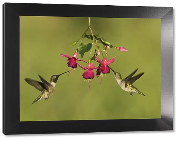 Black-chinned hummingbird (Archilochus alexandri), adult male and female feeding