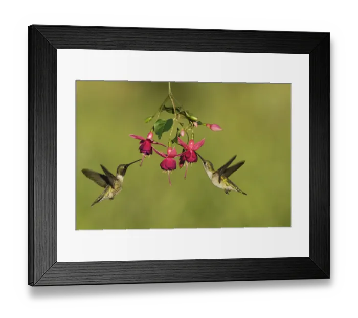 Framed Print : Black-chinned hummingbird (Archilochus alexandri), adult male and female feeding Framed Print : Black-chinned hummingbird (Archilochus alexandri), adult male and female feeding