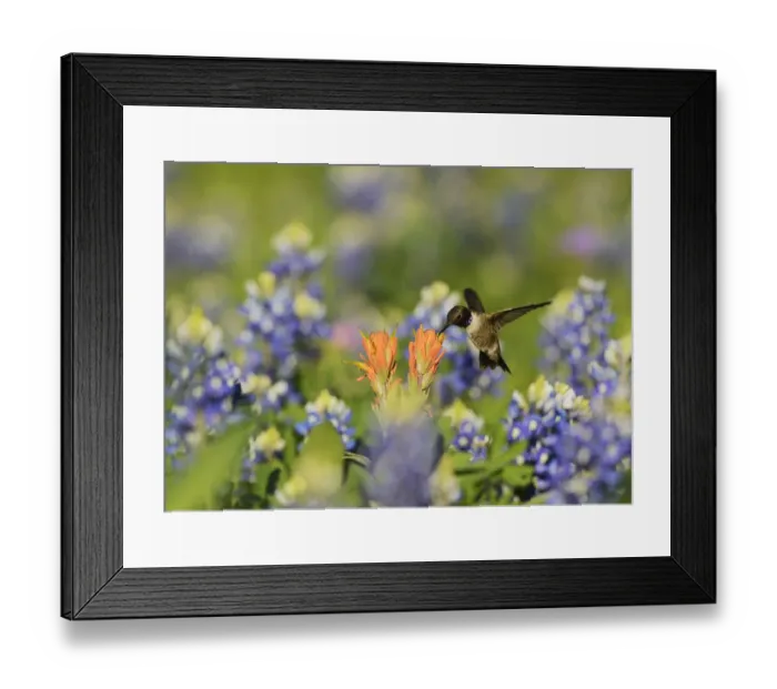 Framed Print : Black-chinned hummingbird (Archilochus alexandri), adult male feeding on blooming Framed Print : Black-chinned hummingbird (Archilochus alexandri), adult male feeding on blooming