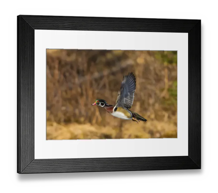 Framed Print : Wood Duck (Aix sponsa). Male in breeding plumage flying at sunset. Acadia National Park, Maine, USA Framed Print : Wood Duck (Aix sponsa). Male in breeding plumage flying at sunset. Acadia National Park, Maine, USA