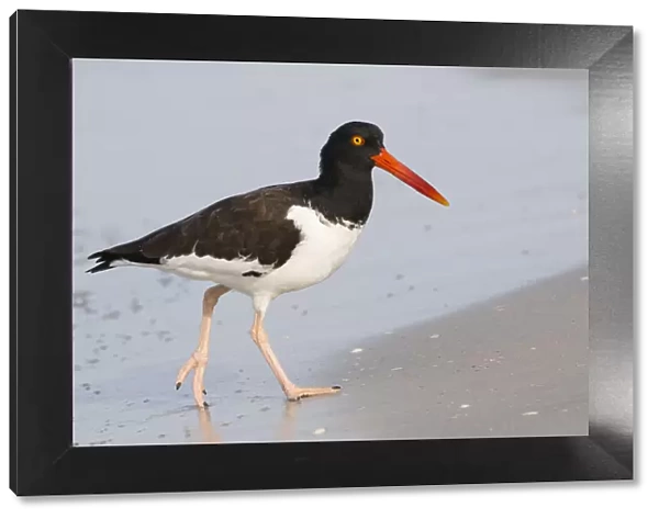 American oystercatcher (Haematopus palliatus) foraging at waters edge, Indian Shores