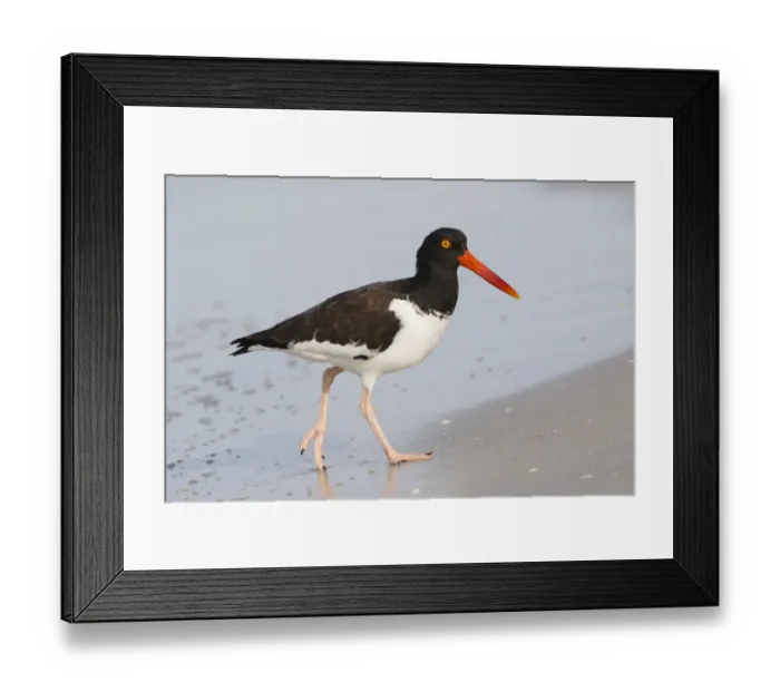 Framed Print : American oystercatcher (Haematopus palliatus) foraging at waters edge, Indian Shores Framed Print : American oystercatcher (Haematopus palliatus) foraging at waters edge, Indian Shores