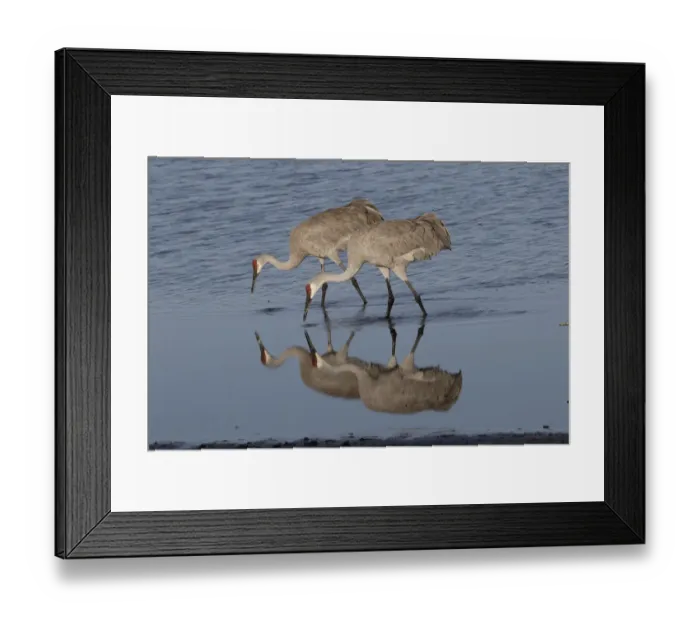 Framed Print : Florida sandhill cranes (Grus canadensis pratensis) foraging in shallow water at lake edge Framed Print : Florida sandhill cranes (Grus canadensis pratensis) foraging in shallow water at lake edge