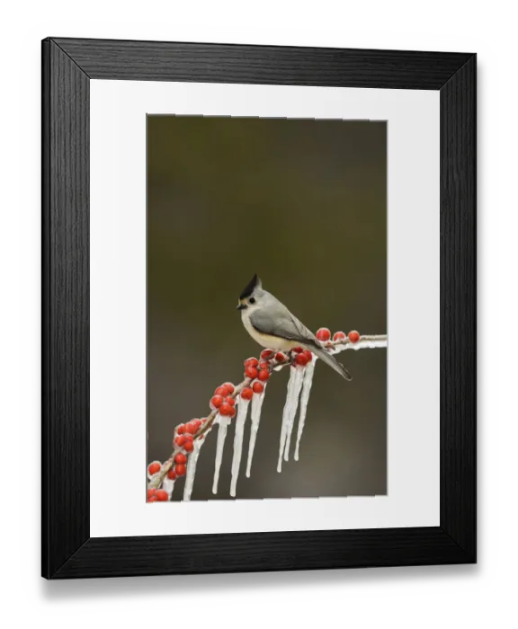 Framed Print : Black-crested titmouse (Baeolophus bicolor), adult perched on icy branch of Possum Haw Holly