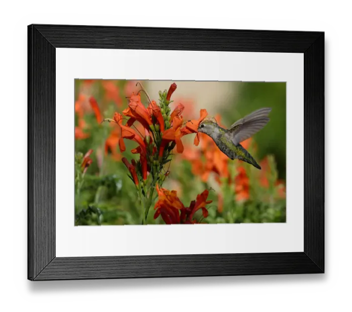 Framed Print : Ruby-throated hummingbird (Archilochus colubris) female in flight feeding, California Framed Print : Ruby-throated hummingbird (Archilochus colubris) female in flight feeding, California