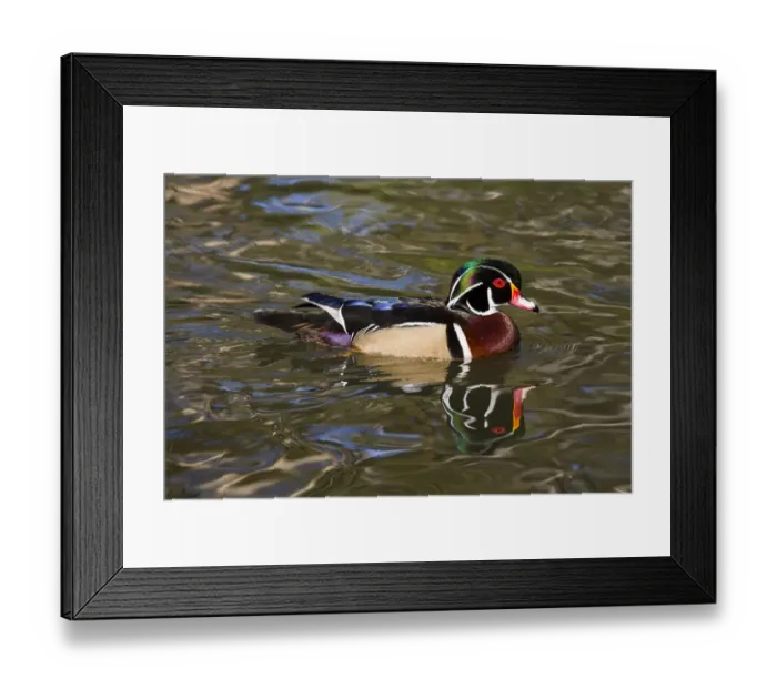 Framed Print : Wood duck (Aix sponsa) drake in breeding plumage, paddling, Orange, California, USA Framed Print : Wood duck (Aix sponsa) drake in breeding plumage, paddling, Orange, California, USA