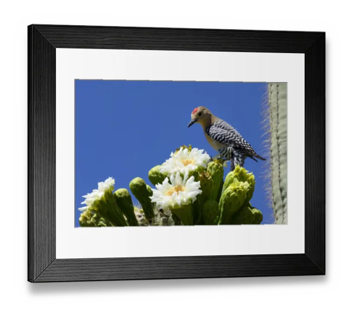 Framed Print : Gila woodpecker (Melanerpes uropygialis) male feeding on nectar in Saguaro cactus blossom Framed Print : Gila woodpecker (Melanerpes uropygialis) male feeding on nectar in Saguaro cactus blossom