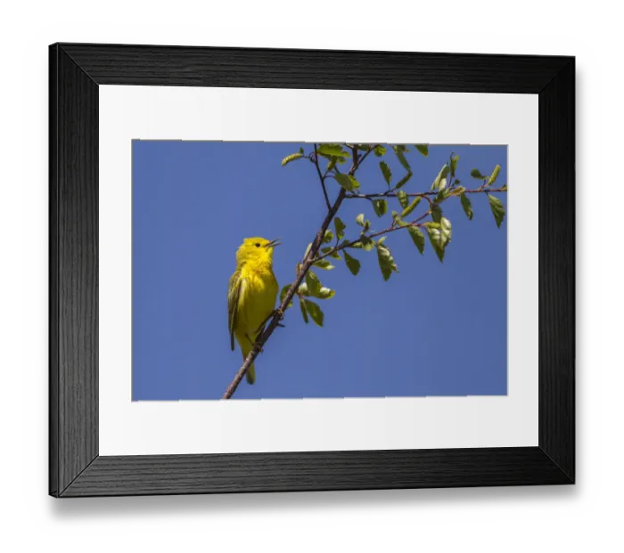 Framed Print : Yellow warbler (Dendroica petechia) male singing. Bozeman, Montana, USA. June Framed Print : Yellow warbler (Dendroica petechia) male singing. Bozeman, Montana, USA. June