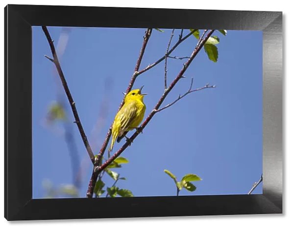 Yellow warbler (Dendroica petechia) male singing. Bozeman, Montana, USA