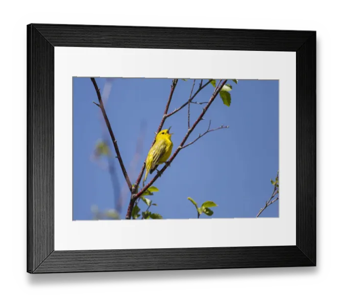 Framed Print : Yellow warbler (Dendroica petechia) male singing. Bozeman, Montana, USA Framed Print : Yellow warbler (Dendroica petechia) male singing. Bozeman, Montana, USA