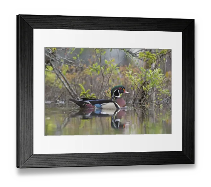 Framed Print : Wood duck (Aix sponsa). male in breeding plumage. Acadia National Park, Maine, USA. May Framed Print : Wood duck (Aix sponsa). male in breeding plumage. Acadia National Park, Maine, USA. May
