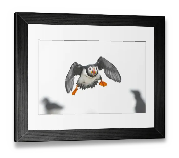 Framed Print : Atlantic puffin (Fratercula arctica) in flight, Machias Seal Island off the coast of Maine Framed Print : Atlantic puffin (Fratercula arctica) in flight, Machias Seal Island off the coast of Maine