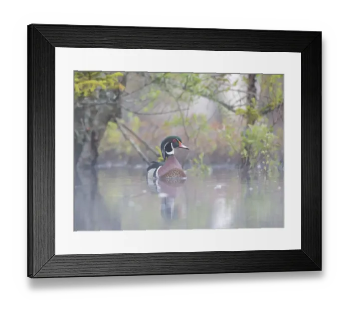 Framed Print : Wood duck (Aix sponsa) male in breeding plumage in a foggy beaver pond at dawn Framed Print : Wood duck (Aix sponsa) male in breeding plumage in a foggy beaver pond at dawn