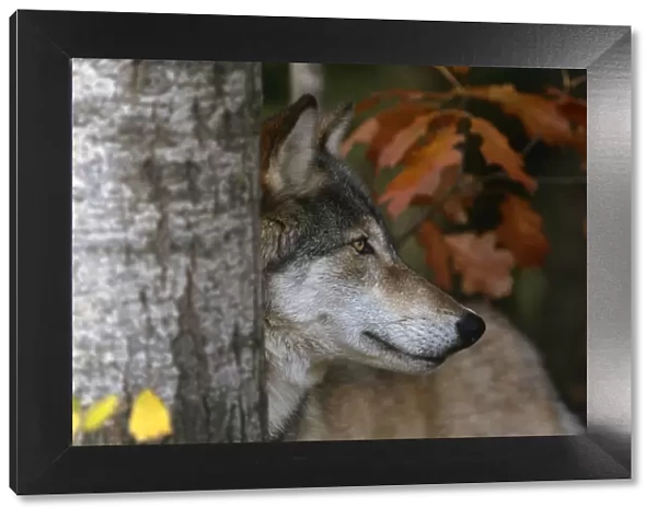 Grey wolf portrait {Canis lupus} captive, Minnesota, USA