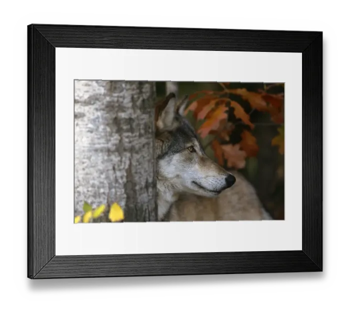 Framed Print : Grey wolf portrait {Canis lupus} captive, Minnesota, USA Framed Print : Grey wolf portrait {Canis lupus} captive, Minnesota, USA