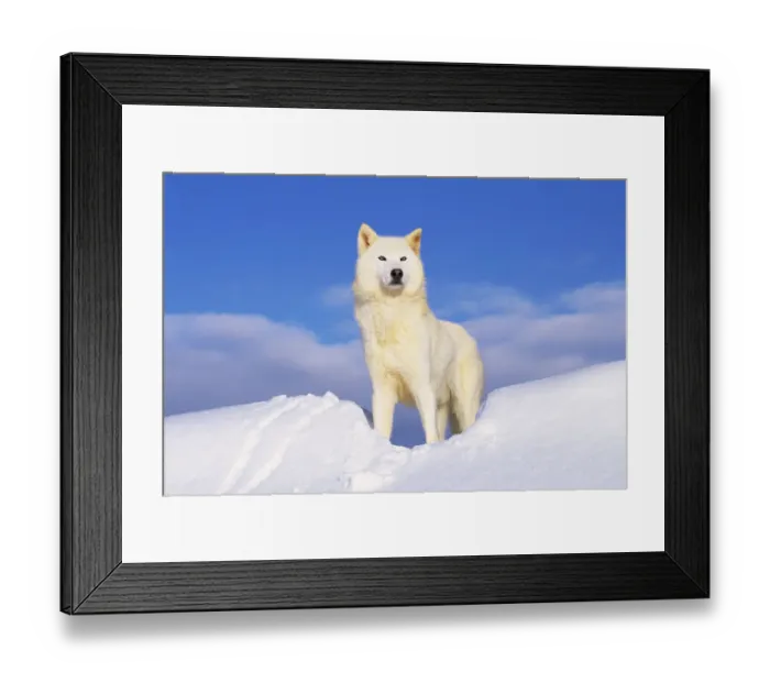 Framed Print : Arctic Grey wolf in snow {Canis lupus} captive, Idaho, USA Framed Print : Arctic Grey wolf in snow {Canis lupus} captive, Idaho, USA