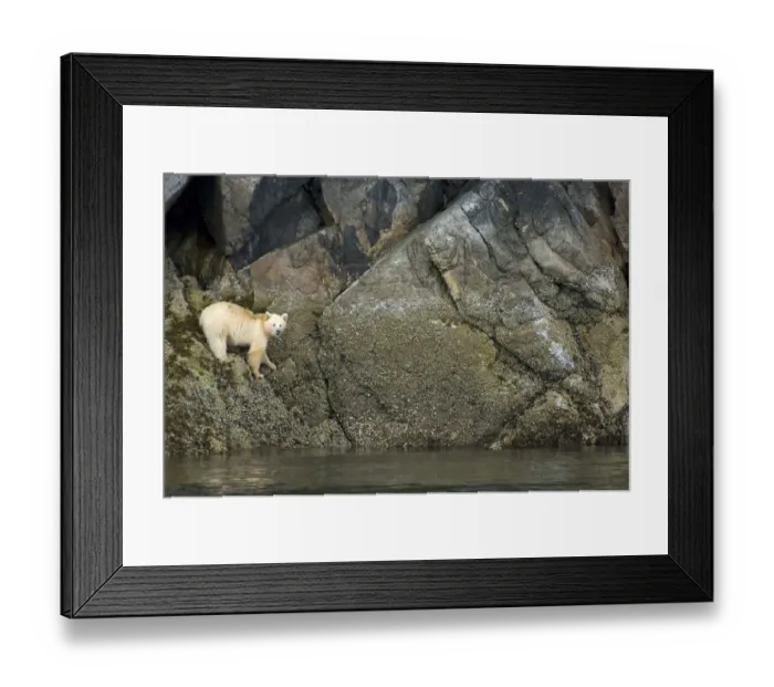 Framed Print : Spirit / Kermode bear (Ursus americanus kermodei), white phase of American black bear Framed Print : Spirit / Kermode bear (Ursus americanus kermodei), white phase of American black bear