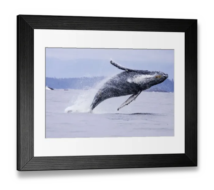 Framed Print : Humpback whale (Megaptera novaeangliae), breaching, Barkley Sound, Vancouver Island Framed Print : Humpback whale (Megaptera novaeangliae), breaching, Barkley Sound, Vancouver Island